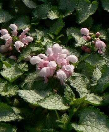 Lamium Pink Pewter - 4&quot;