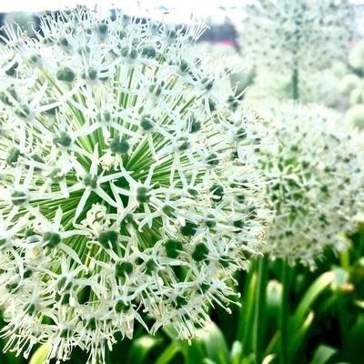 Allium &#39;Mt. Everest&#39; 1 gal