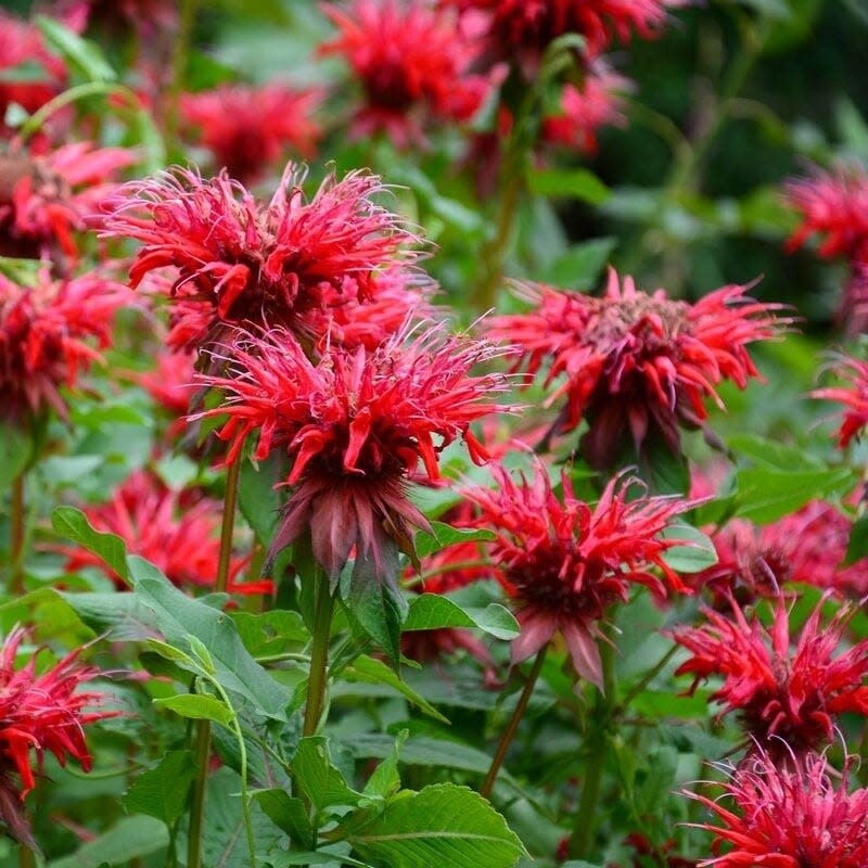 Beebalm 'Monarda Fireball' 1 gal