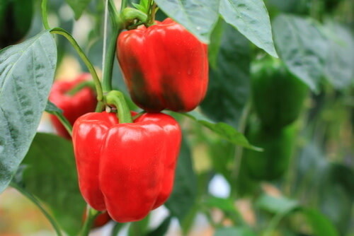 Peppers - 4&quot;