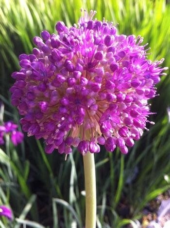 Allium &#39;Giganticum&#39; 1 gal
