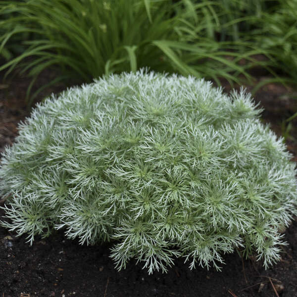 Artemisia 'Silver Mound'