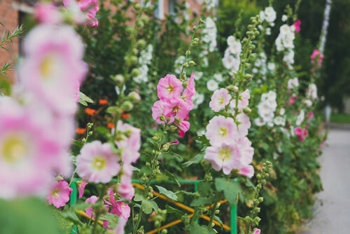 Hollyhocks (seed pkg) - Chaters Double Mix