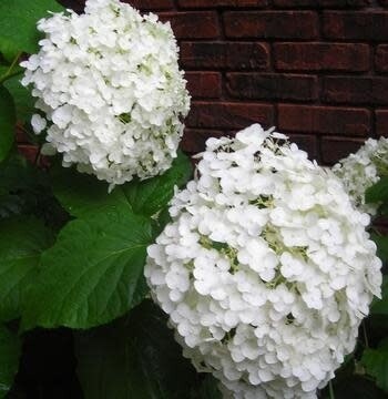 Hydrangea &#39;Incrediball&#39; 2 gal PW