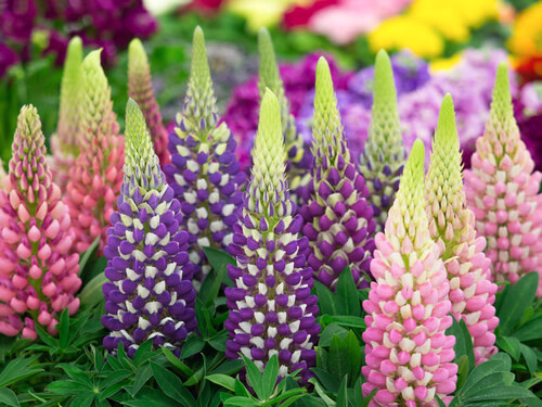 Lupins (seed pkg) - Russell&#39;s Mixed