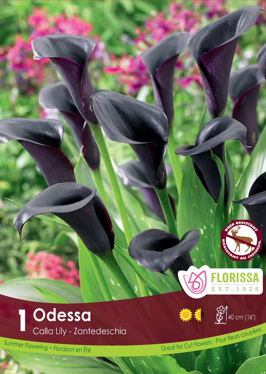 Calla Lilies (bulb pkg) Odessa black (1/pkg)
