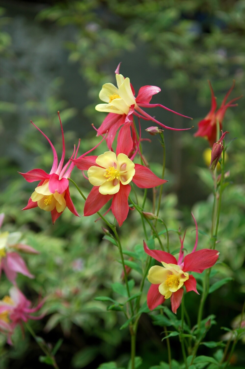 Columbine (seed pkg) - McKana Giants