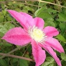 Clematis 'Abilene' 1 gal