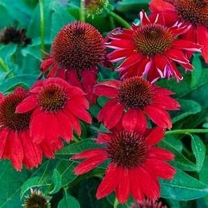 Cone Flower &#39;Echinacea Sombrero Salsa Red&#39; 1 gal