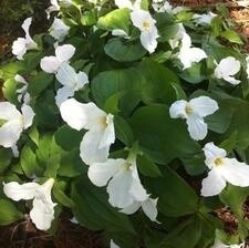 Trillium &#39;Grandiflora White&#39; 4&quot;