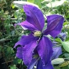 Clematis &#39;Rhapsody&#39; 1 gal