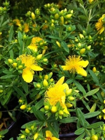 Hypericum kalmianum &#39;St. John&#39;s Wort&#39; Millepertuis 2 gal