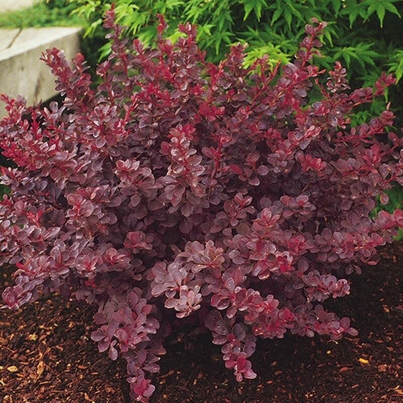 Barberry &#39;Royal Burgundy&#39;