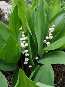 Lily of the Valley - Convallaria  - 4"