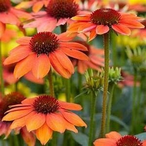 Cone Flower &#39;Echinacea Sombrero Flamenco Orange&#39; 1 gal