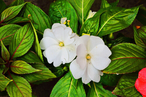 Impatiens New Guinea - 4&quot;