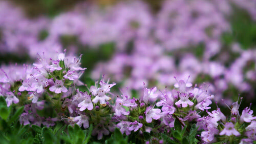 Thyme Woolly