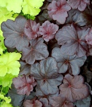 Coral Bells &#39;Heuchera Obsidian&#39; - 1 gal