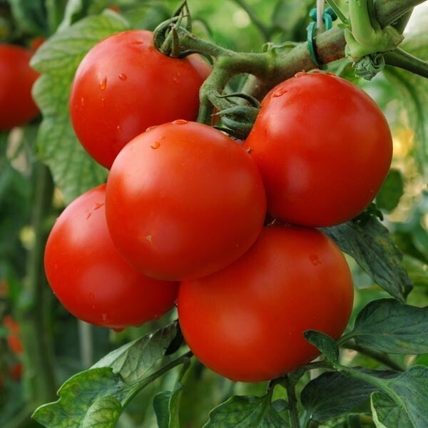 Tomato - 4 cell pack