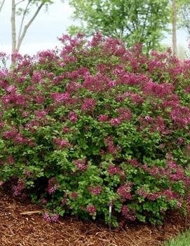 Lilac 'Bloomerang Dark Purple' 3 gal PW