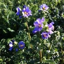Jacob&#39;s Ladder &#39;Polemonium Heavenly Habit&#39; 4&quot;