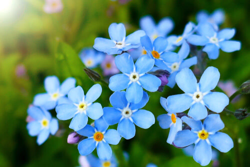 Cynoglossum (seed pkg) - Forget-Me-Not