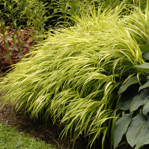 Japanese Forest Grass - Hakonechloa &#39;All Gold&#39; 1 gal