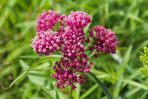 Milkweed (seed pkg) - Common