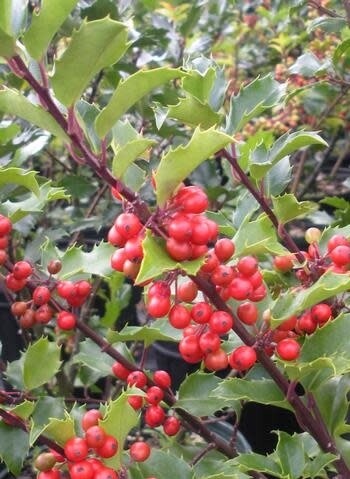Ilex &#39;Blue Prince&#39; Holly 3 gal