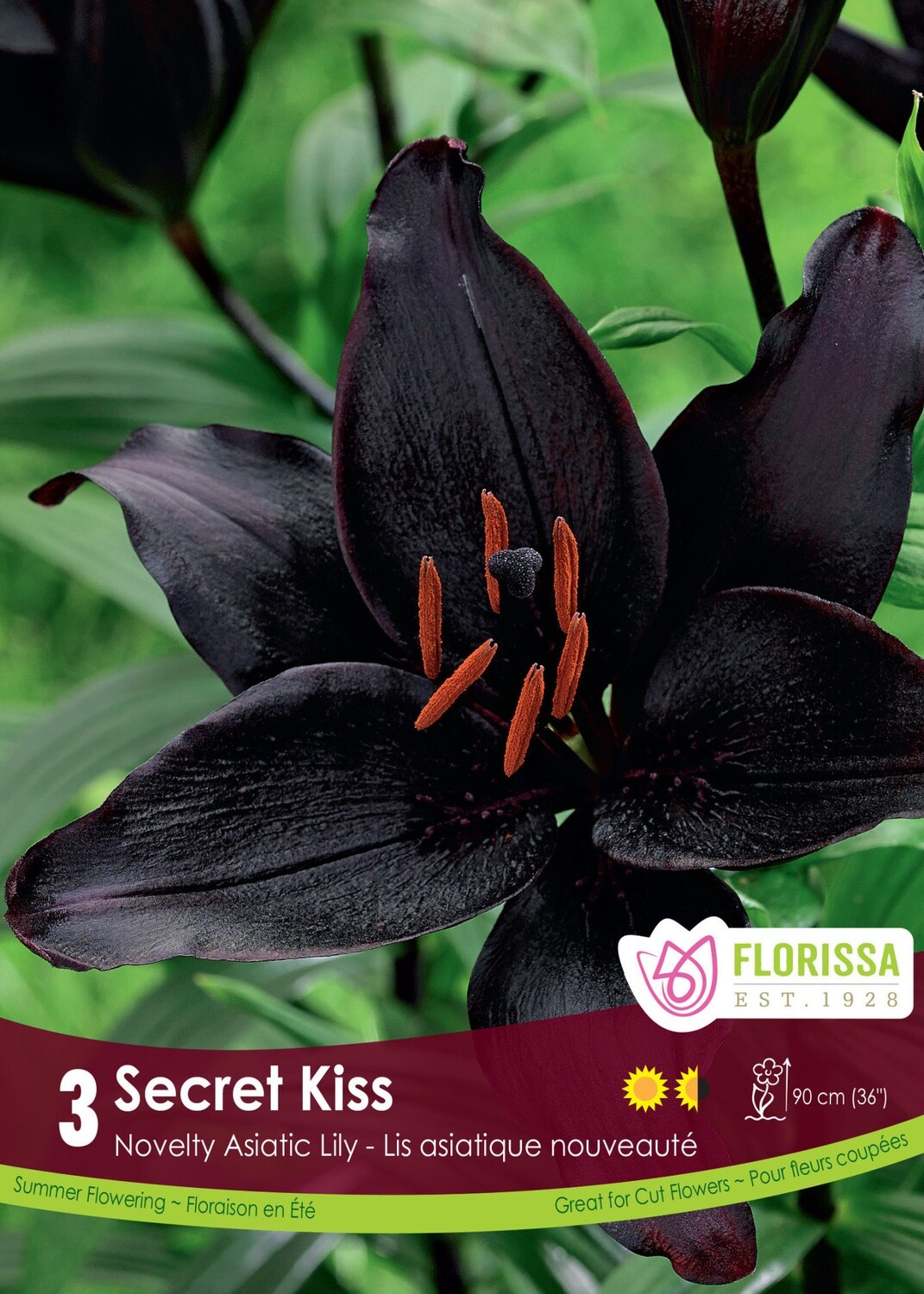 Lily (bulb pkg) Asiatic Secret Kiss (3/pkg)