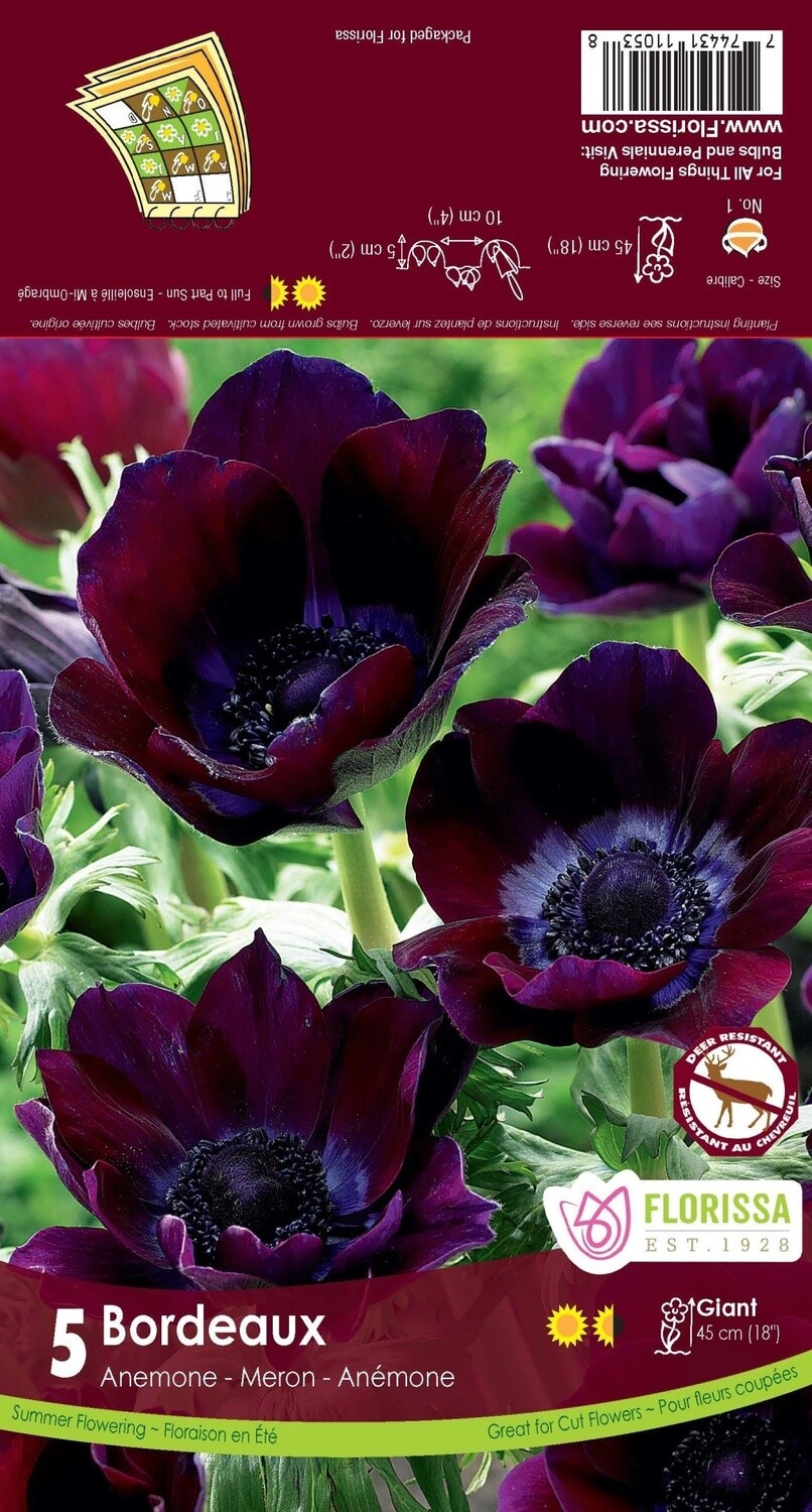 Anemone (bulb pkg) Meron Bordeaux (5/pkg)