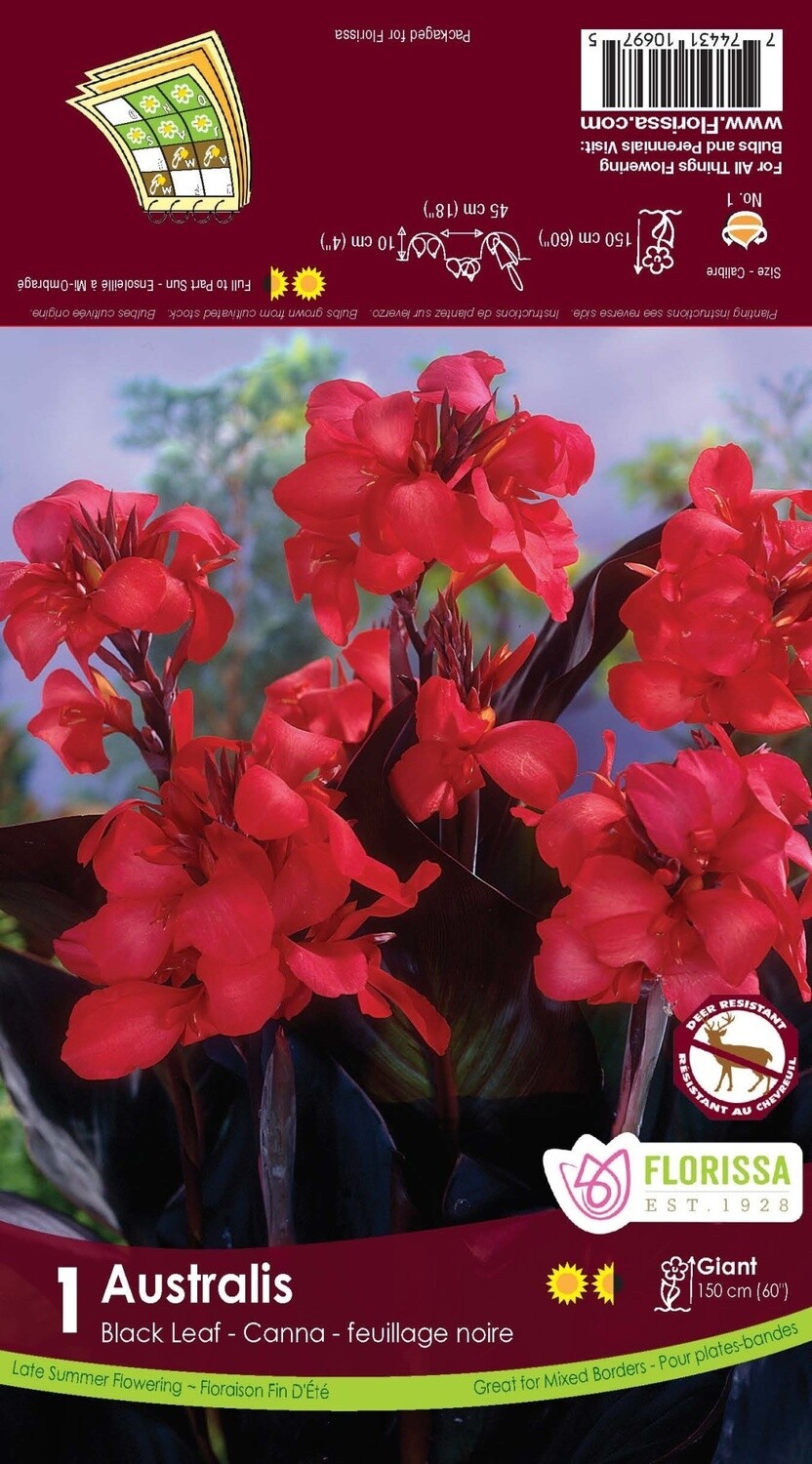 Canna Lilies (bulb pkg) - Novelty Australis Blackleaf (1/pkg)