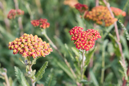 Yarrow - 4&quot;