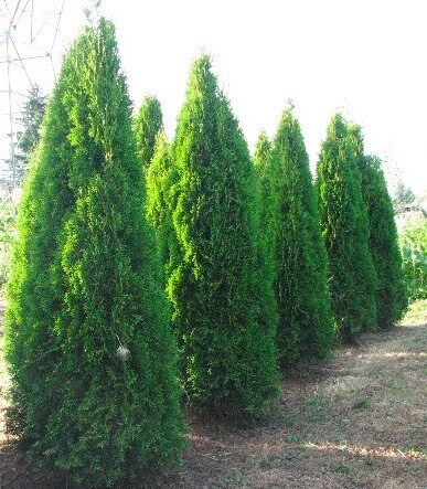 Green Emerald Cedar