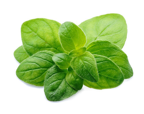 Oregano (seed pkg)