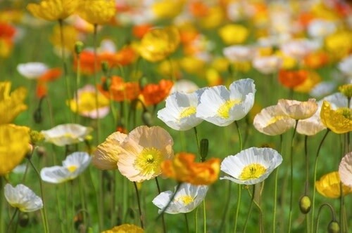 Poppy (seed pkg) - Iceland Mix