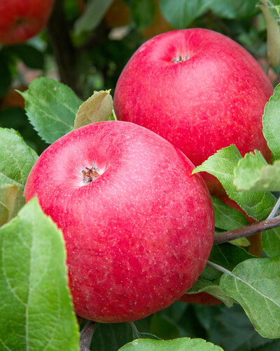 Apple 'Spartan' 7 gal Potted