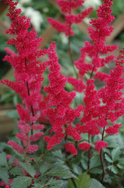 Astilbe &#39;Fanal&#39;