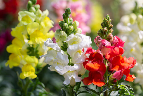 Snapdragons (seed pkg) - Panorama Mix
