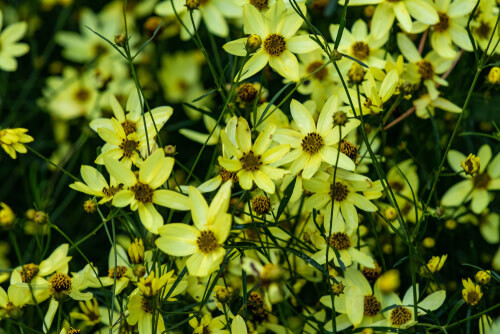 Coreopsis - 4&quot;