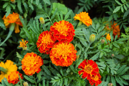 Marigold - 4 Cell Pack