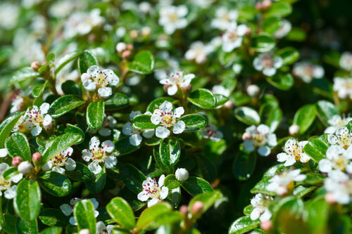 Cotoneaster &#39;Bearberry&#39; 2 gal