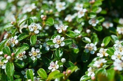 Cotoneaster &#39;Bearberry&#39; - 2 gal