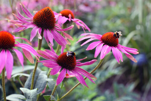 Coneflower (seed pkg) - Purple