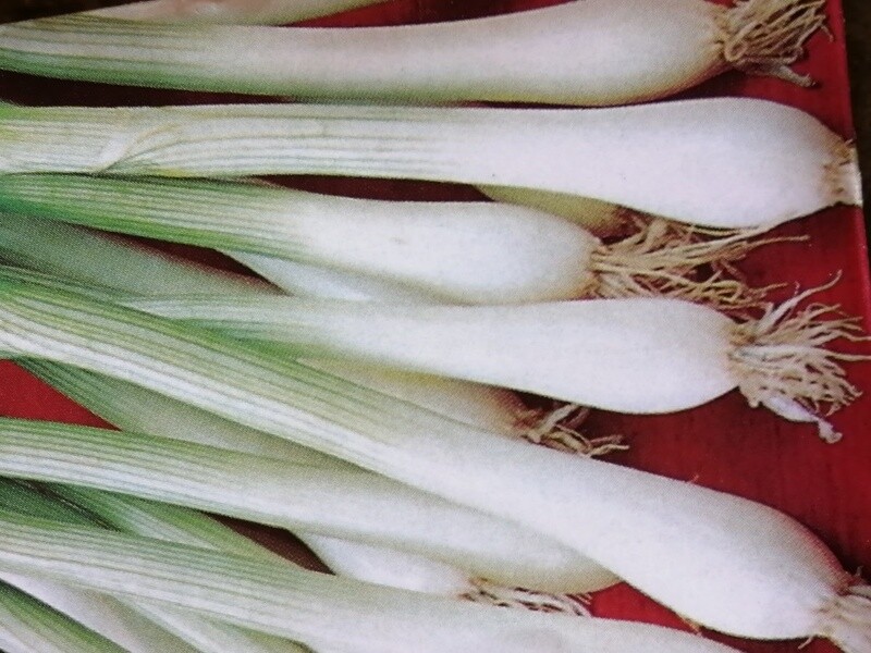 Onions ORGANIC (seed pkg) - Evergreen Bunching