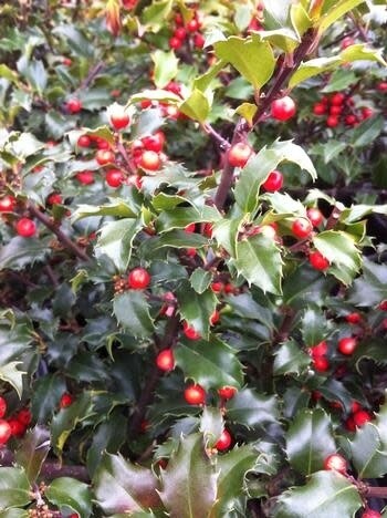 Ilex &#39;Blue Princess&#39; Holly 2 gal