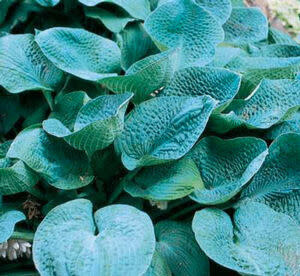 Hosta 'Big Daddy' 1 gal