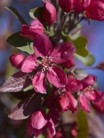 Crabapple &#39;Profusion&#39; - 6-8&#39; Potted