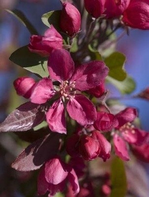 Crabapple &#39;Profusion&#39; - 6-8&#39; Potted