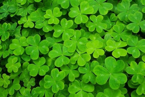 Seed: White Clover 500 g bag